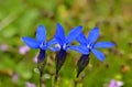 blue flowers of gentian alpine flower blooming Gentiana acaulis Royalty Free Stock Photo