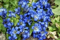 Blue flowers of Gentiana plant