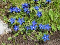 Blue flowers of Gentiana utriculosa Royalty Free Stock Photo