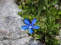 Blue flowers of Gentiana utriculosa Royalty Free Stock Photo