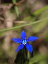 Blue flowers of Gentiana utriculosa Royalty Free Stock Photo