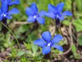 Blue flowers of Gentiana utriculosa Royalty Free Stock Photo