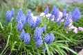 Blue flowers of gimmick onions are bungled Muscari botryoides L Royalty Free Stock Photo