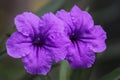 Blue flowers give blessings in the park