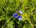 Blue flowers in grass