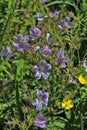 blue flowers in the green