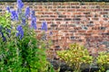 Blue flowers with green leaves against old brick wall background Royalty Free Stock Photo