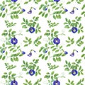 Blue flowers and green leaves. Climbing clitoria ternatea in full bloom. Seamless pattern of ending branches of Asian