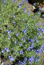 Blue flowers among green leaves of Veronica armena Royalty Free Stock Photo