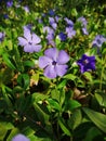 Blue flowers among the greenery of the forest Royalty Free Stock Photo