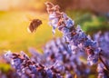 Blue flowers from a growing sage herb plant attract at flying bumble bee in a garden or back yard during a golden sunset Royalty Free Stock Photo