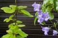 Blue flowers of harebell Campanula rotundifolia in front of brown wooden background.