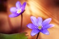 Blue flowers of Hepatica Nobilis close-up. Flowers on a forest floor on sunny afternoon Royalty Free Stock Photo