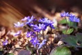 Blue flowers of Hepatica Nobilis close-up. Flowers on a forest floor on sunny afternoon Royalty Free Stock Photo