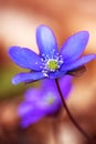 Blue flowers of Hepatica Nobilis close-up. Flowers on a forest floor on sunny afternoon Royalty Free Stock Photo