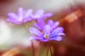 Blue flowers of Hepatica Nobilis close-up. Flowers on a forest floor on sunny afternoon Royalty Free Stock Photo