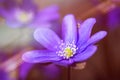 Blue flowers of Hepatica Nobilis close-up. Flowers on a forest floor on sunny afternoon Royalty Free Stock Photo