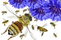 Blue flowers and honey bees flying. Pollination Royalty Free Stock Photo