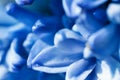 Blue flowers of a hyacinth close up, a macro Royalty Free Stock Photo