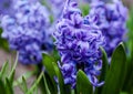 Blue flowers of Hyacinth