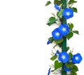 Blue flowers Ipomoea common names: bindweed, moonflower, morning glories on a white background with space for text Royalty Free Stock Photo