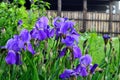 Blue flowers iris at their summer cottage. Royalty Free Stock Photo