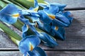 Blue flowers irises