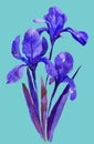 Blue flowers, irises, watercolor illustration