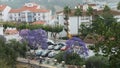 Blue flowers on Jacaranda tree in Andalusian village