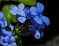 Blue flowers Royalty Free Stock Photo