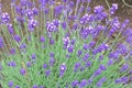 Blue flowers Lavender Hidcote plants details flower nursery, Japan Royalty Free Stock Photo