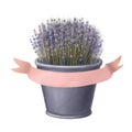 Blue flowers of lavender in provence with pink ribbon, spring romantic clipart in watercolor style