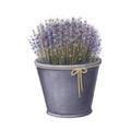 Blue flowers of lavender in Provence, spring romantic clipart in watercolor style