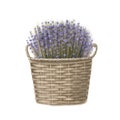 Blue flowers of lavender in wicker basket, spring romantic clipart in watercolor style
