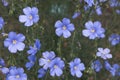Blue flowers of Lewis flax on blury green background