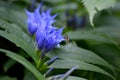 blue flowers like bluebells and wasp