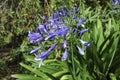 Blue flowers of Lily of the Nile. Royalty Free Stock Photo