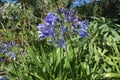 Blue flowers of Lily of the Nile. Royalty Free Stock Photo