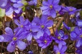 Liverleaf Hepatica flowers in spring