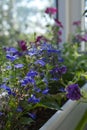 Blue flowers of lobelia and blurred petunia flowers on the background. Balcony greening with plants in container Royalty Free Stock Photo