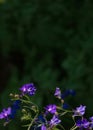 Blue flowers. Lobelia Erinus. Landscape Decision. Close up