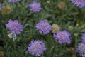 Blue flowers lomelosia cretica, scabiosa cretica in the summer garden