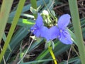 Blue Flowers