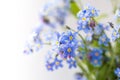 Blue flowers macro shot. Forget me not. Bouquet of blue forget-me-nots. Macro shot. Royalty Free Stock Photo