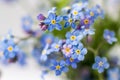 Blue flowers macro shot. Forget me not. Bouquet of blue forget-me-nots. Macro shot. Royalty Free Stock Photo