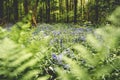 Blue flowers into the magic forrest in Belgium