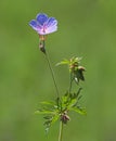 Blue flowers of meadow cranesbill, Geranium pratense Royalty Free Stock Photo