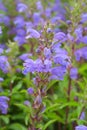Blue flowers of Moldavian Dragonhead in the garden