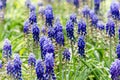 Blue flowers of Mouse hyacinthe Muscari plant