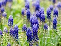 Blue flowers of Mouse hyacinthe Muscari plant